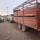 Secuestraron ganado y caballos en operativos rurales en varios puntos de Mendoza