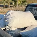 Cerr� la temporada de controles en nogaleras, con 65 aprehendidos y m�s de 11 mil kilos de nueces recuperados