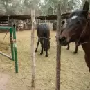 La Polic�a Rural recuper� 11 caballos y detuvo a un hombre durante un operativo en Malarg�e
