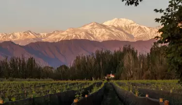 FINCA BANDINI CHARDONNAY