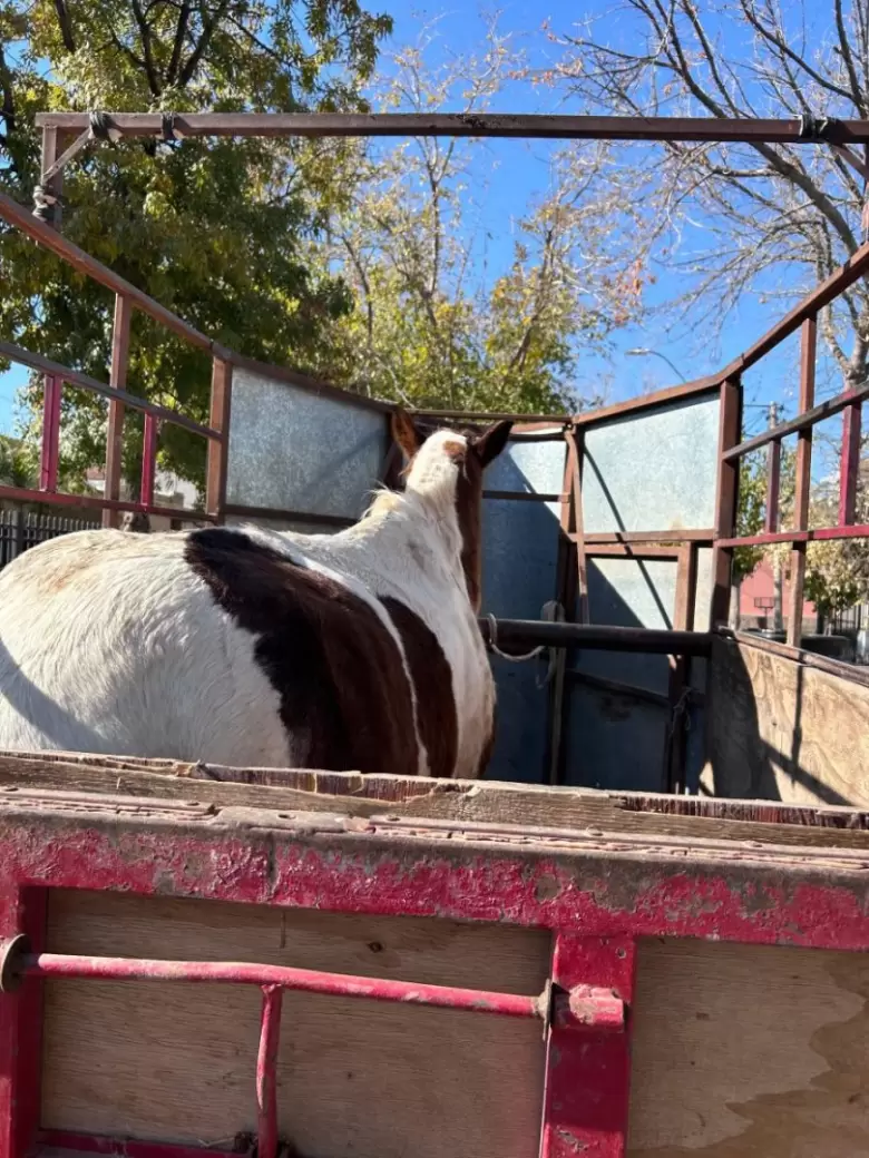 caballo
