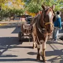 Secuestraron en Guaymall�n a un caballo que era utilizado para tracci�n a sangre