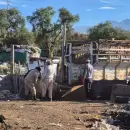 Rescataron m�s de 70 animales de un criadero clandestino en Luj�n de Cuyo