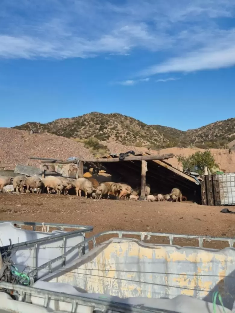 operativo rural