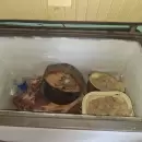 Secuestraron más de 58 kilos de carne en un procedimiento por abigeato en General Alvear