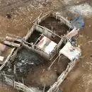 Operativo con drones en Maipú: rescataron a cuatro caballos en un caso de posible abigeato