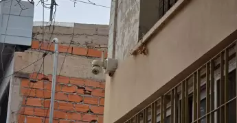 mascotas