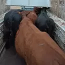 Dos caballos robados, decenas de animales secuestrados y una investigación que crece en Maipú