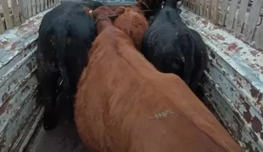vacas