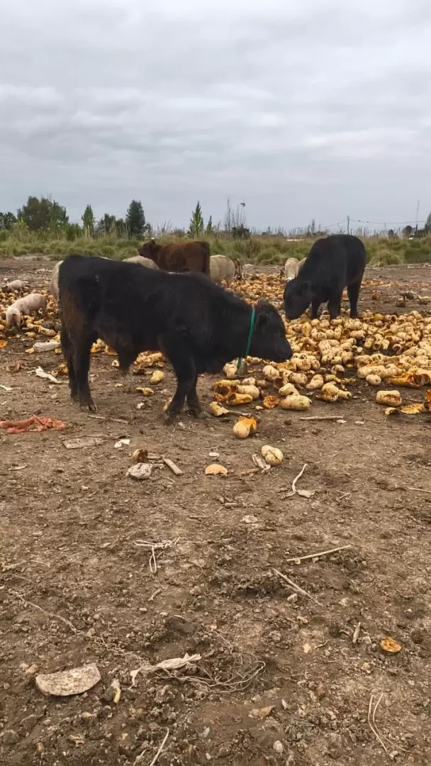 vacas
