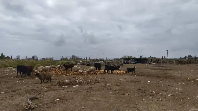 vacas