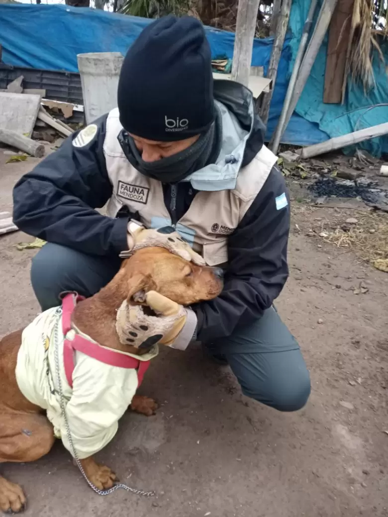 maltrato animal
