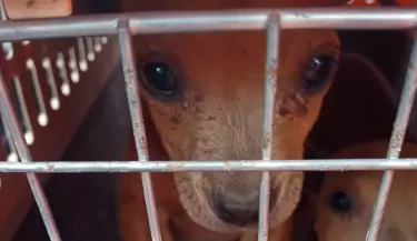 maltrato animal