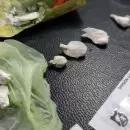 Avances en causas federales: desmantelaron dos búnkeres de droga en el Sur provincial