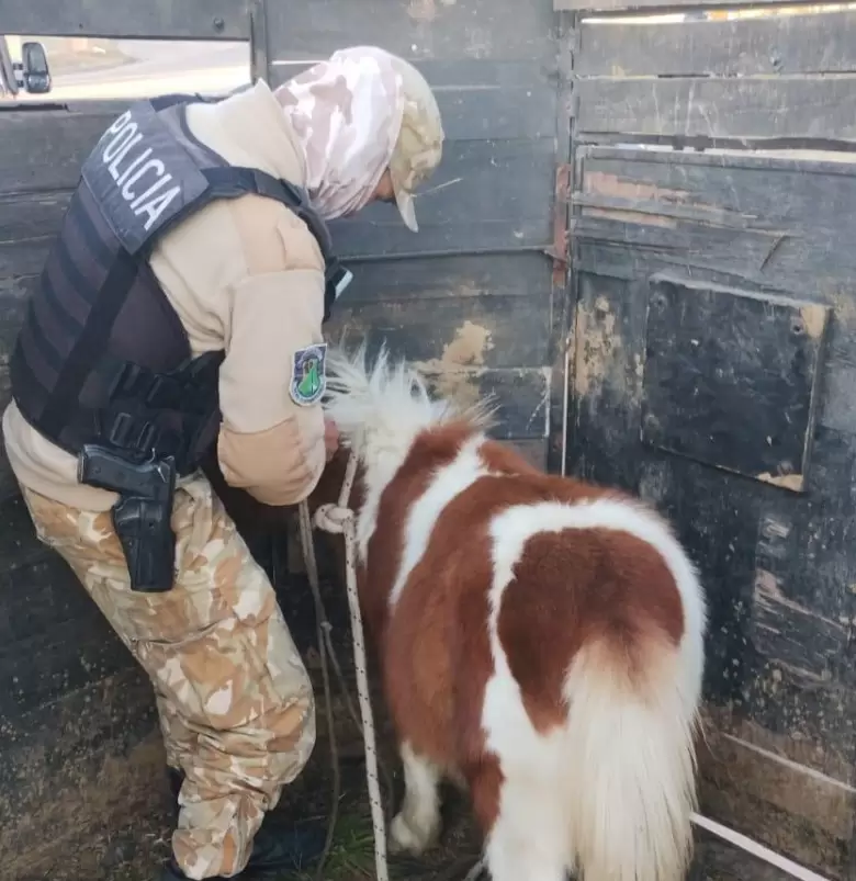 pony