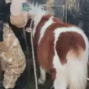 Intentó vender un pony robado por las redes sociales y fue detenido en San Rafael