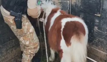 pony