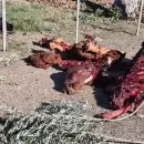 Violento caso de abigeato en Rivadavia: robaron y faenaron un caballo