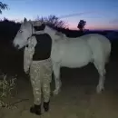 La Policía Rural recuperó siete caballos que fueron robados en Rivadavia