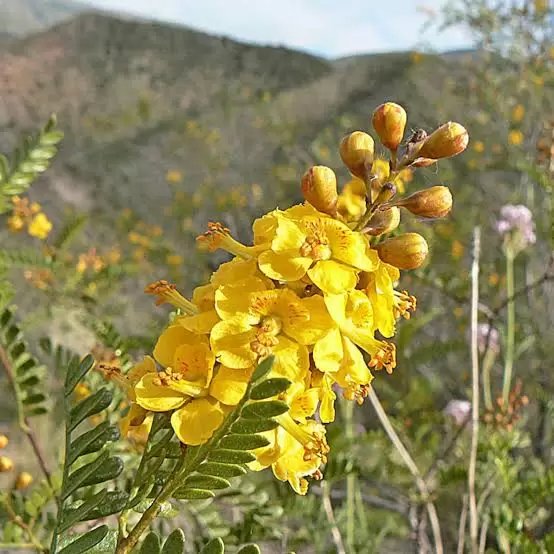 jarilla