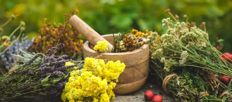 plantas