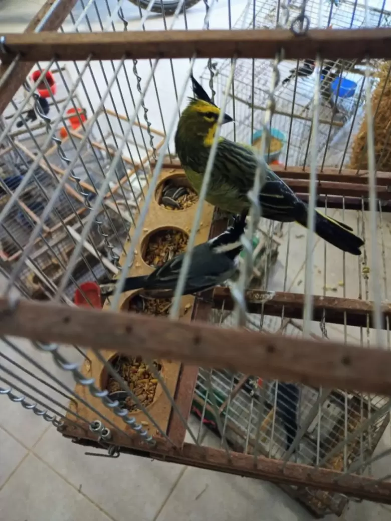 Aves