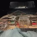 Trasladaron más de 20 aves silvestres rescatadas en Mendoza para su rehabilitación