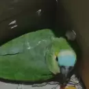 Un loro fue rescatado por ISCAMEN cuando era transportado ilegalmente desde Salta