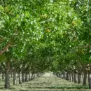 Lavalle y la Provincia impulsan la producción de pistacho, almendras e injertos
