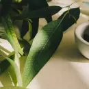 Fitomedicina y adapt�genos: la sabidur�a vegetal que ense�a al cuerpo a resistir el estr�s diario