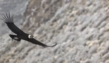 condor