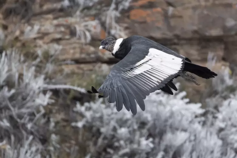 condor