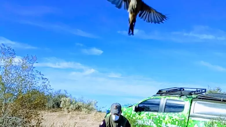 Aves
