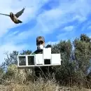 Liberaron a más de 60 aves silvestres que fueron rescatadas del tráfico ilegal