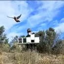 Liberaron a m�s de 60 aves aut�ctonas recuperadas del tr�fico ilegal en Mendoza