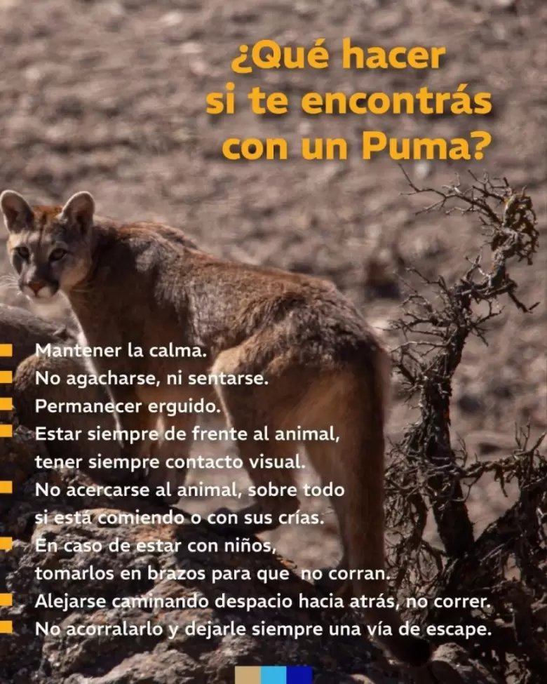 fauna silvestre