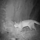 Sorpresa en Malarg�e: volvieron a registrar al gato andino, el felino m�s amenazado de Am�rica