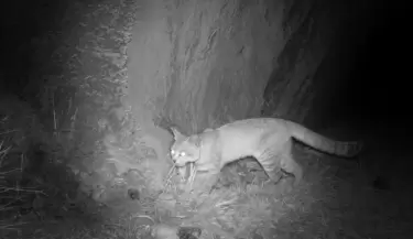 gato andino