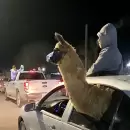 Ins�lito festejo: investigan a un penitenciario mendocino por haber paseado una llama en su auto