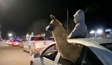 llama
