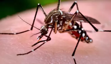 chikungunya
