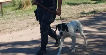 la favorita