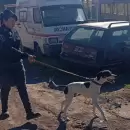 Un perro de rastreo cambió el rumbo de una investigación por un robo en San Rafael