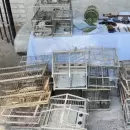 Rescataron aves protegidas y encontraron armas, municiones y marihuana en una vivienda de Maipú