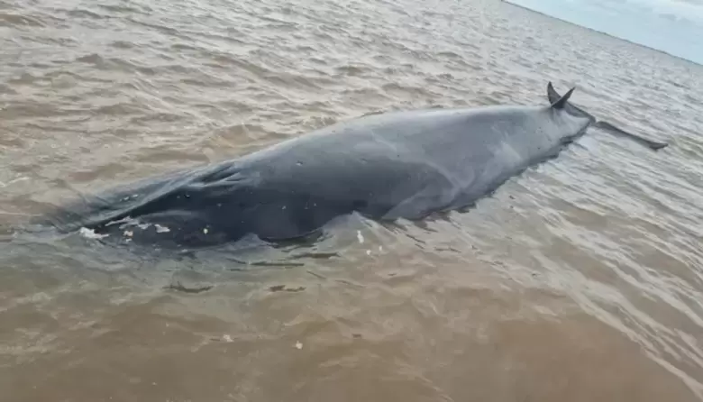 ballena